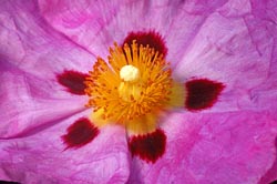 cistus purpureus thumbnail graphic